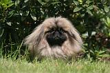 PEKINOIS 165